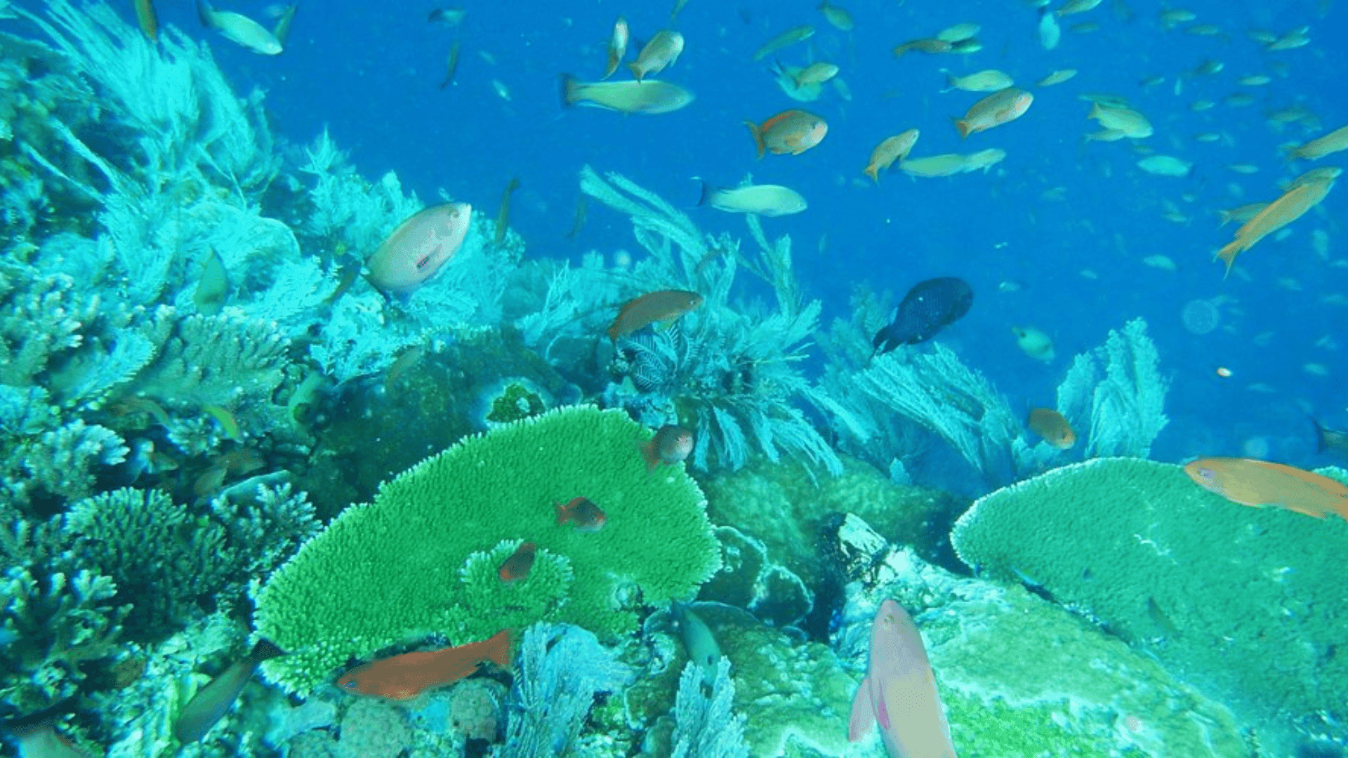 Batu Bolong Reef in Komodo, Indonesia