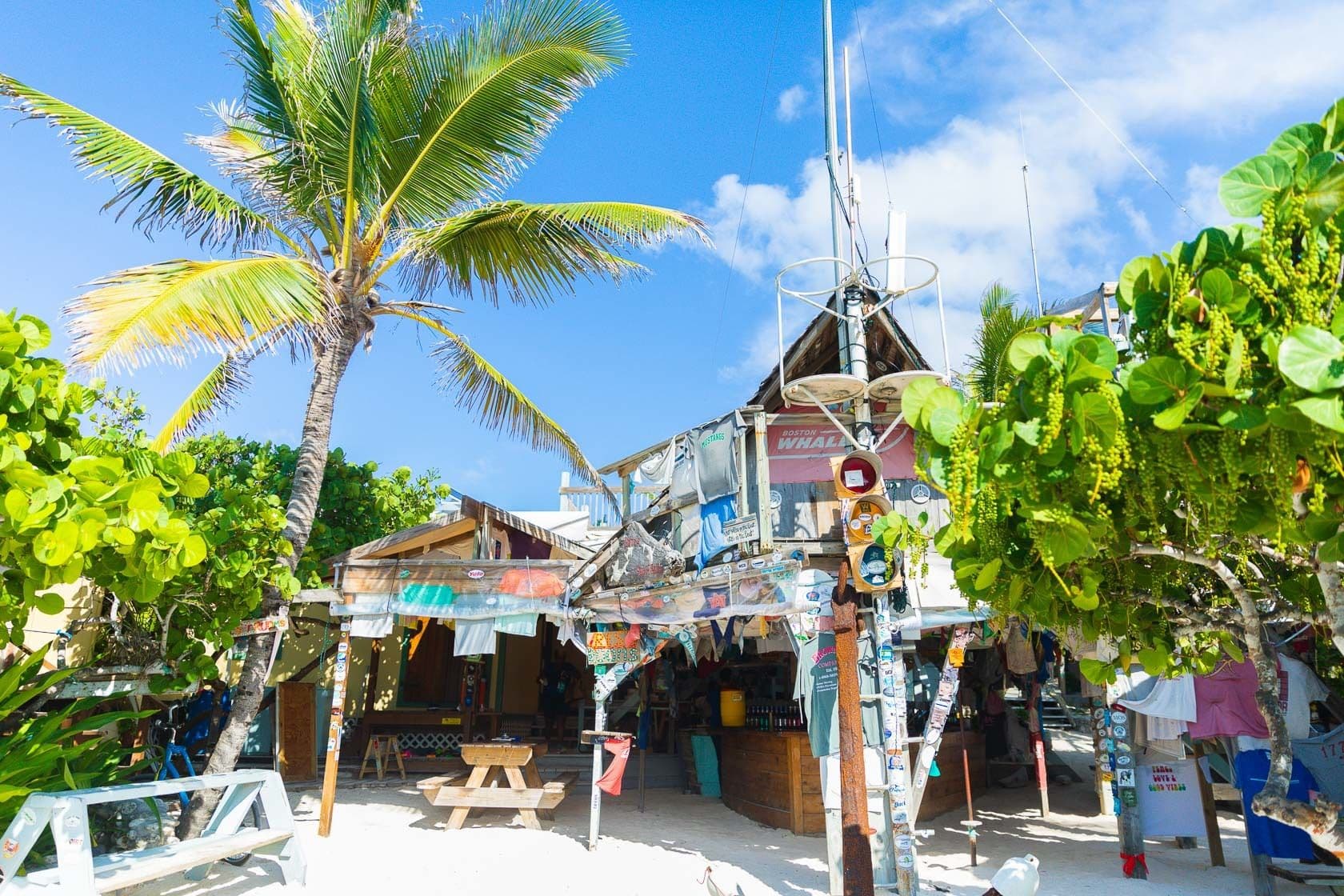beach bar palm tree abacos bahamas