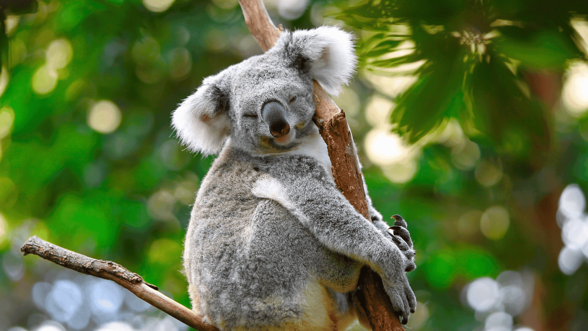 Hamilton Island Wildlife 