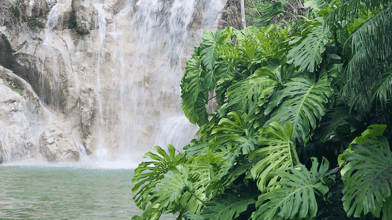 Jardin Botanique de Deshaies