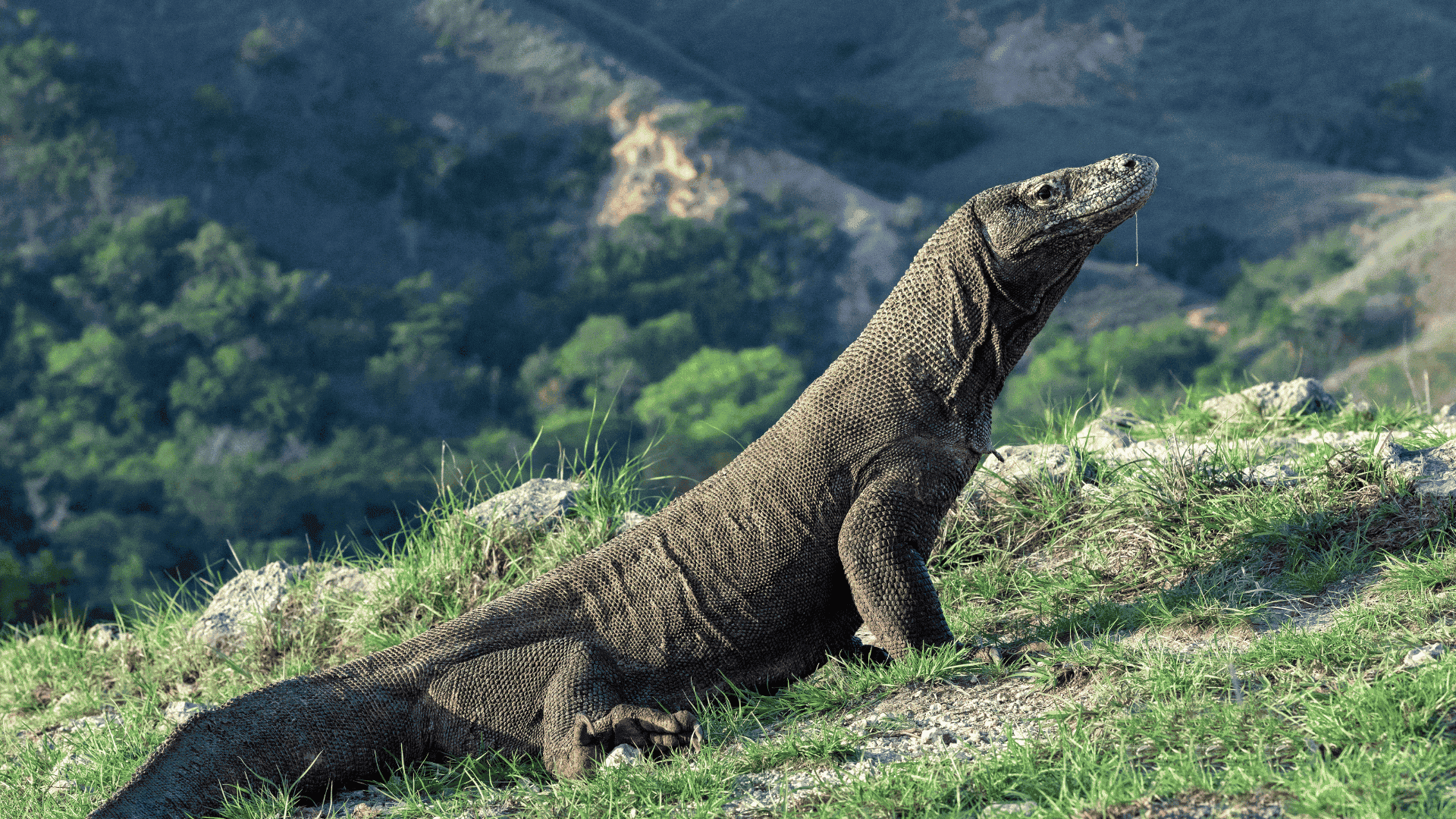 Komodo Island in Komodo, Indonesia