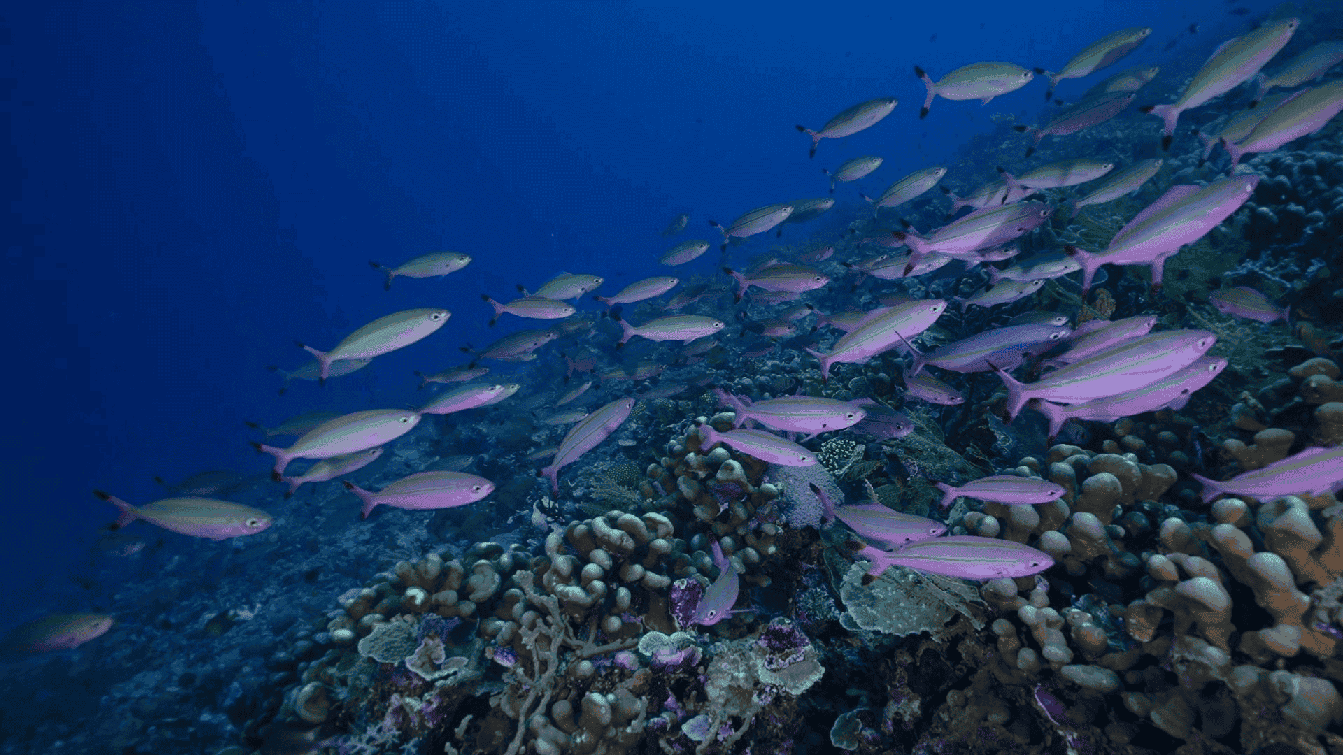 majik sealife