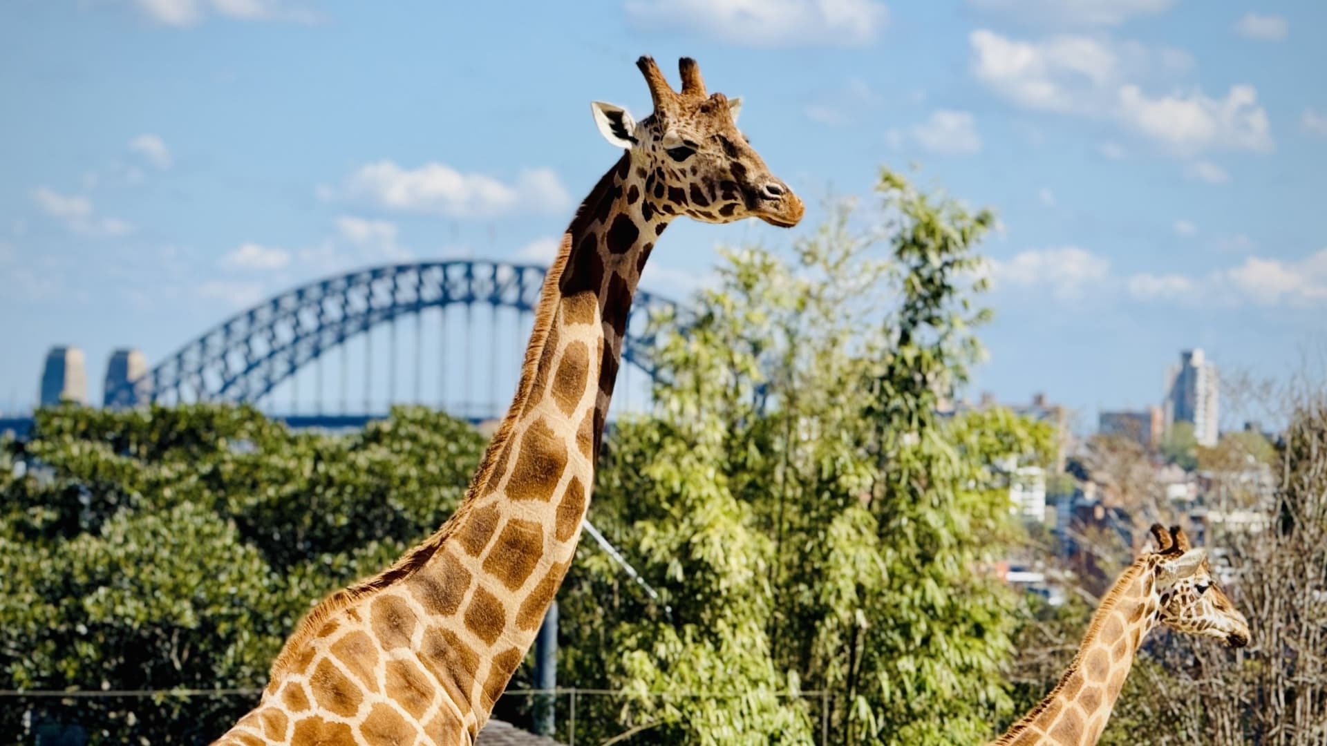 taronga-zoo-sydney-australia