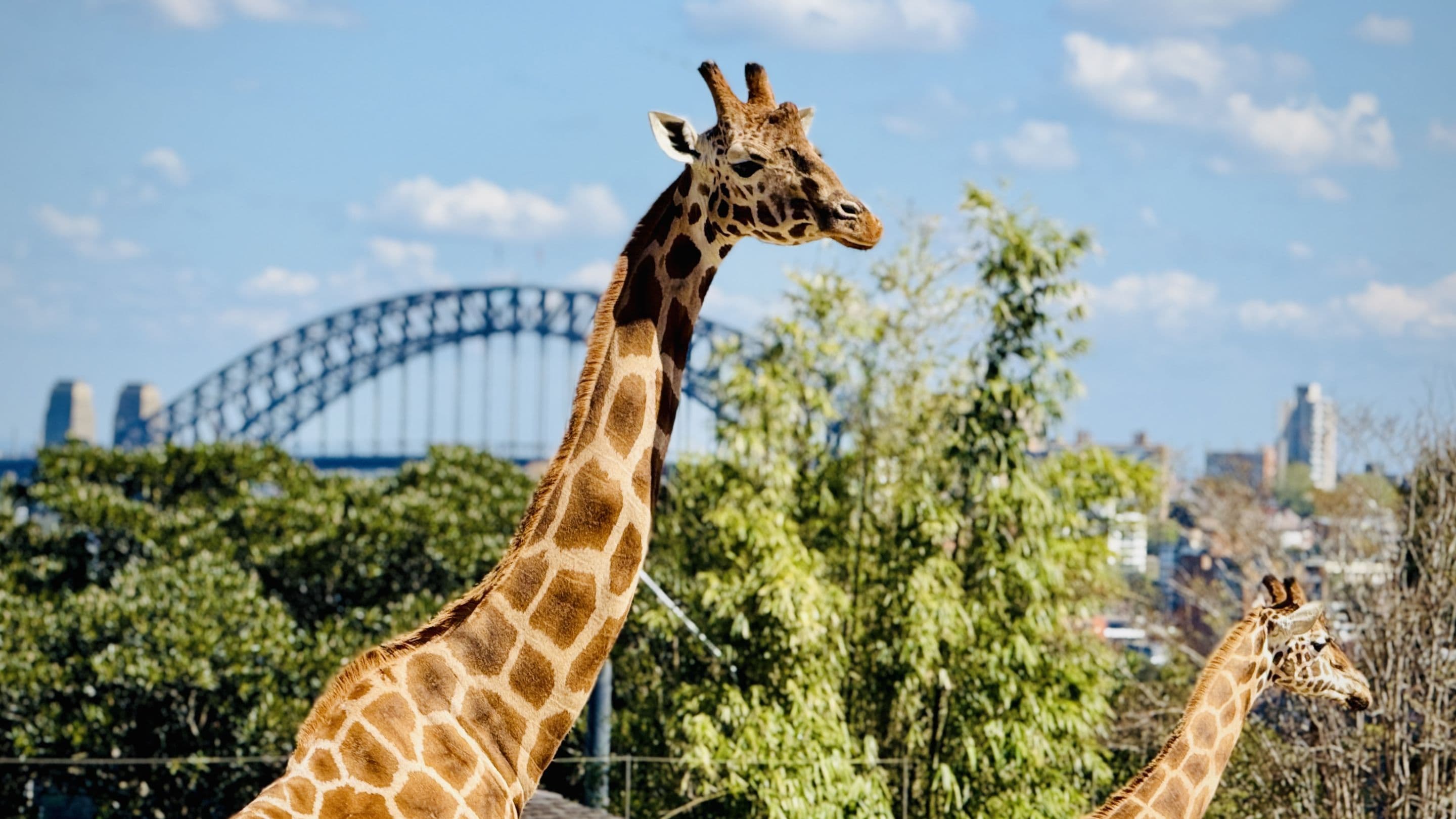taronga-zoo-sydney-australia