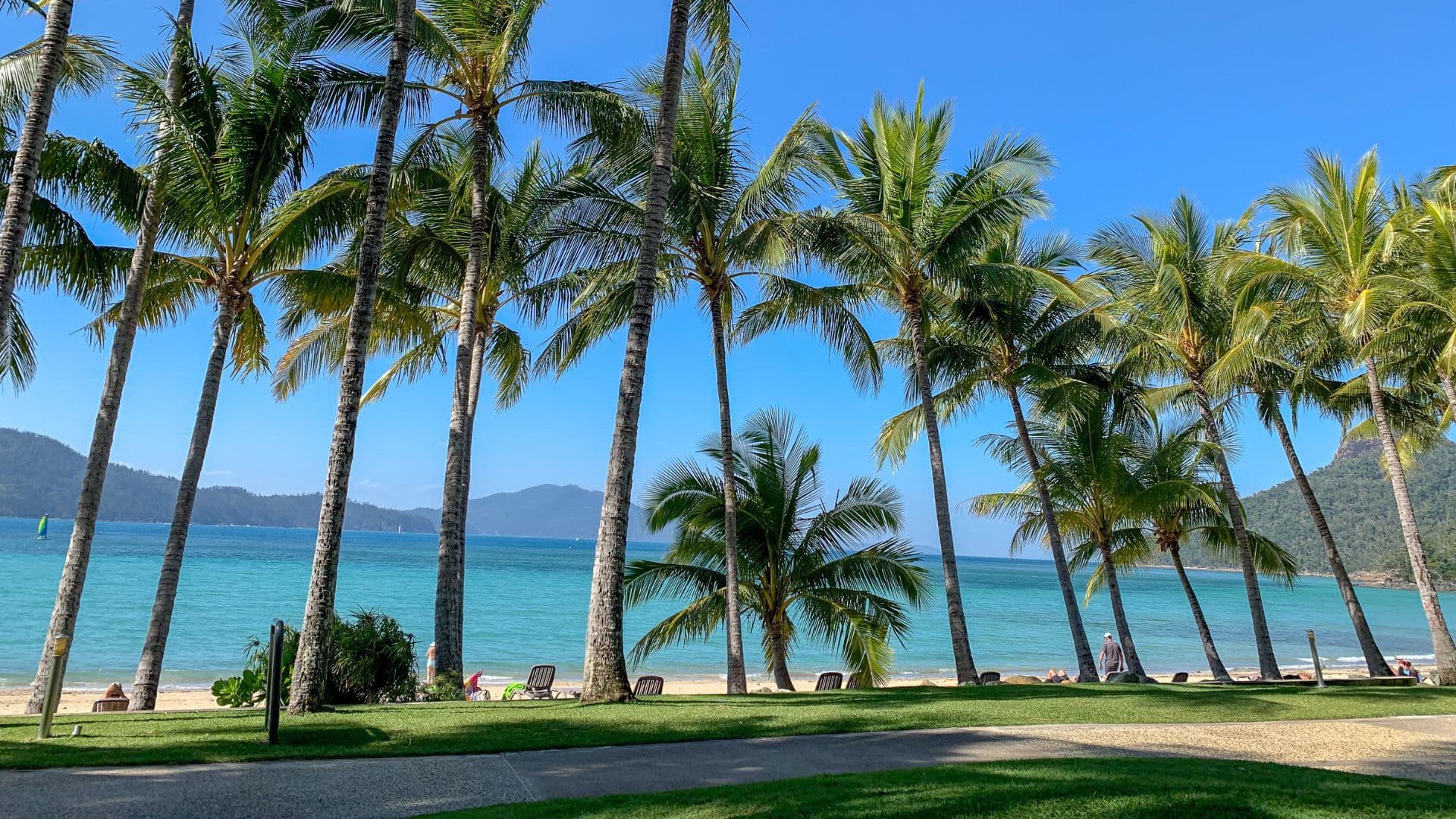 palm trees on hamilton island