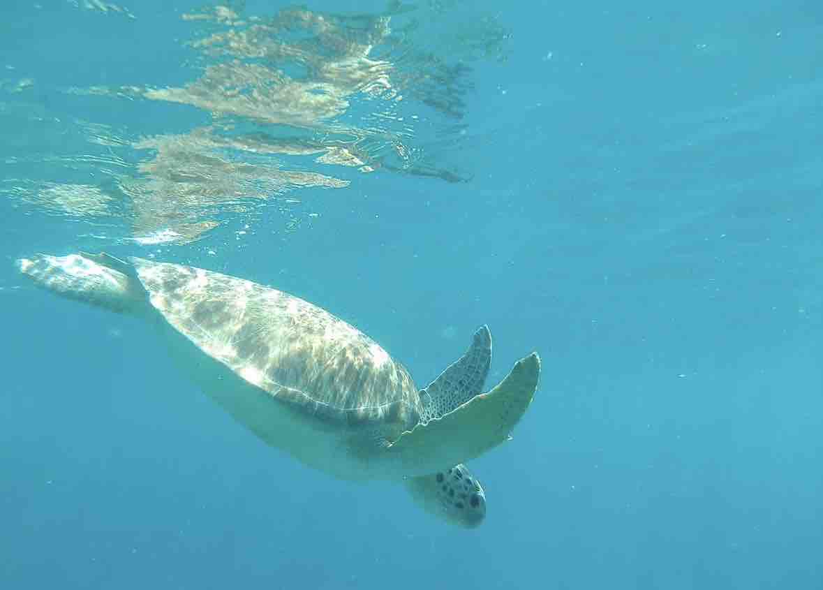 TORTUGA guest review