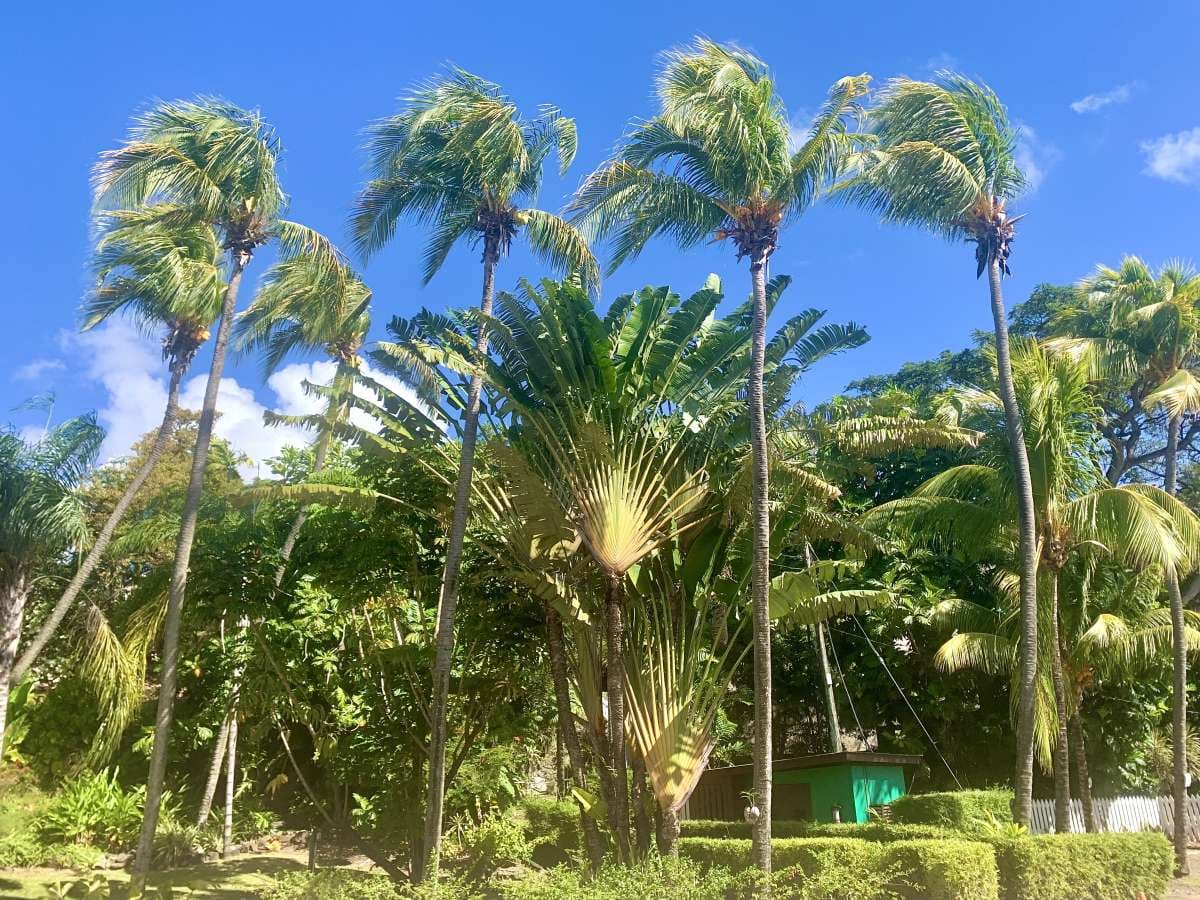 ISOLABLUE guest review