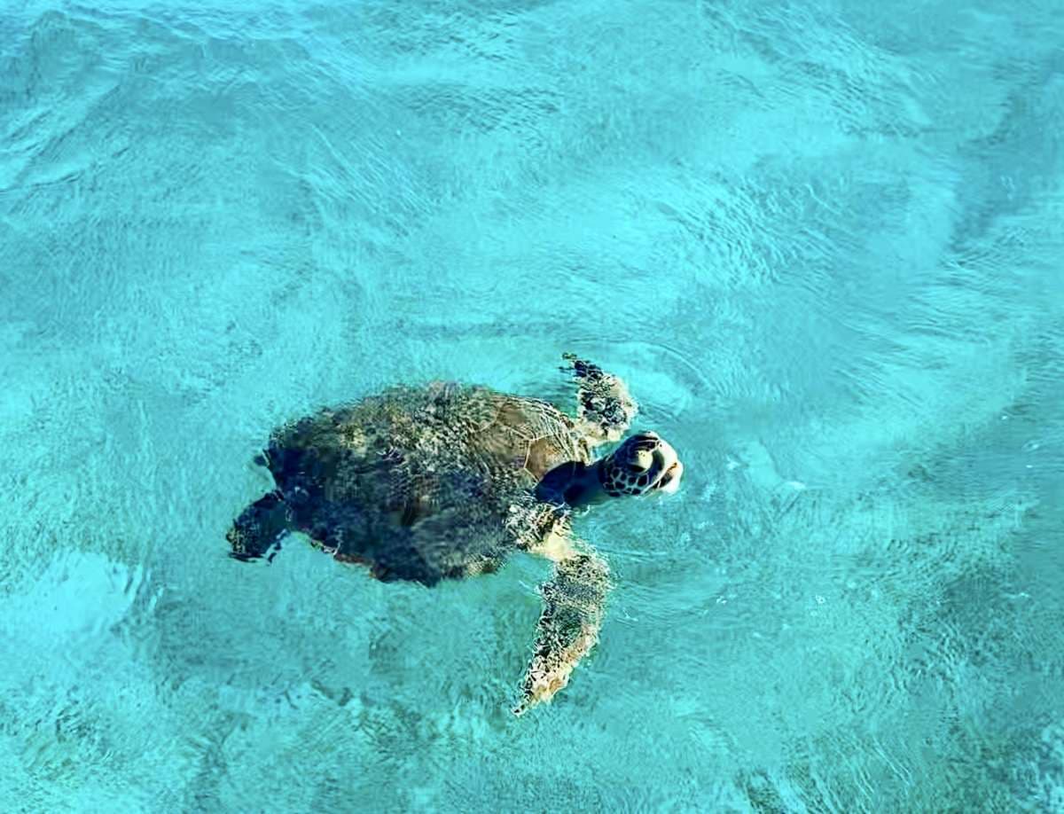 ISOLABLUE guest review