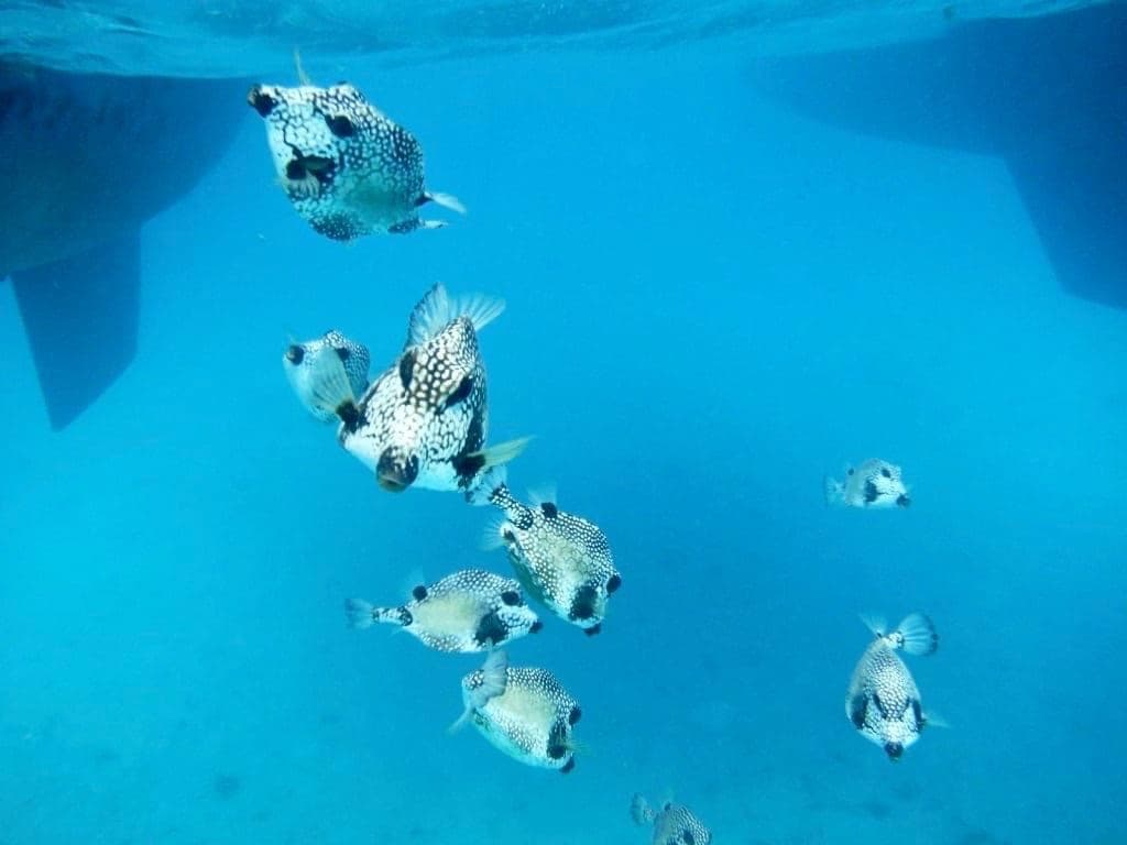 ISOLABLUE guest review