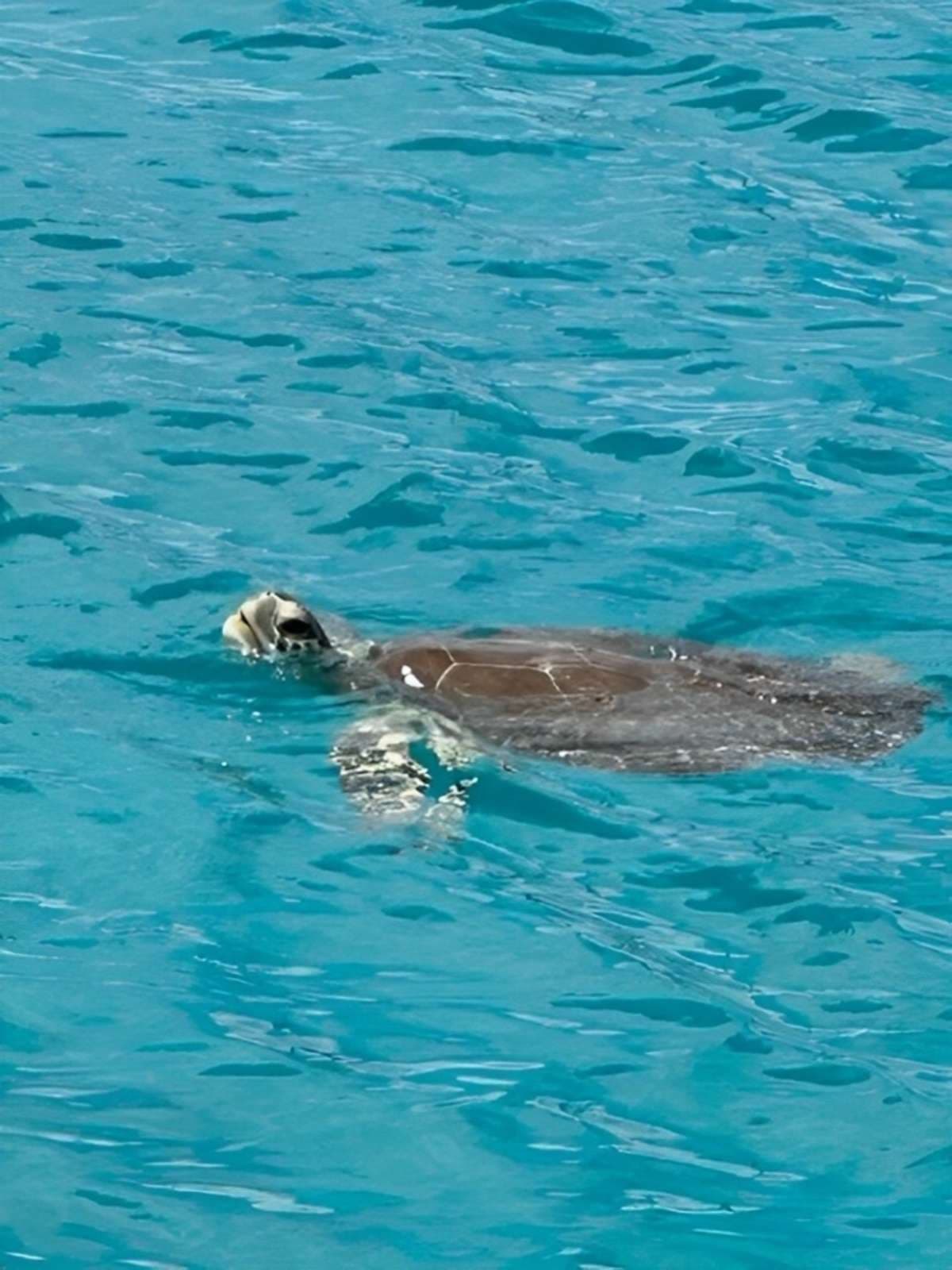 Swim with turtles