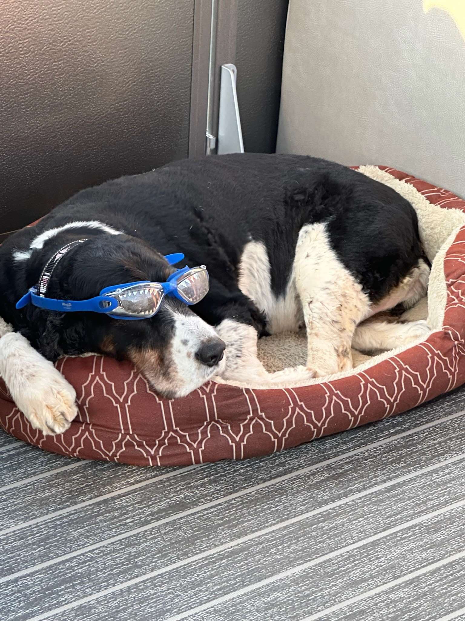 STELLA BLUE