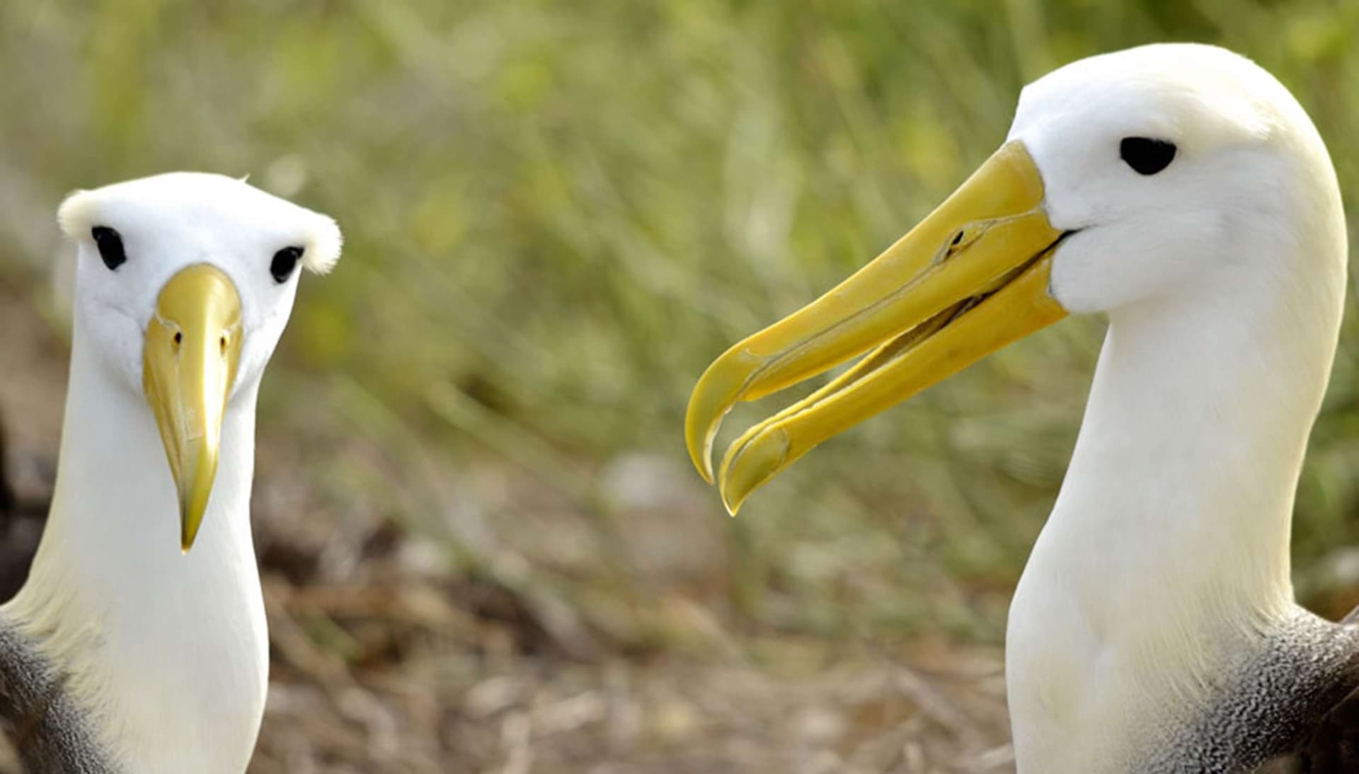 GALAPAGOS ALBATROS
