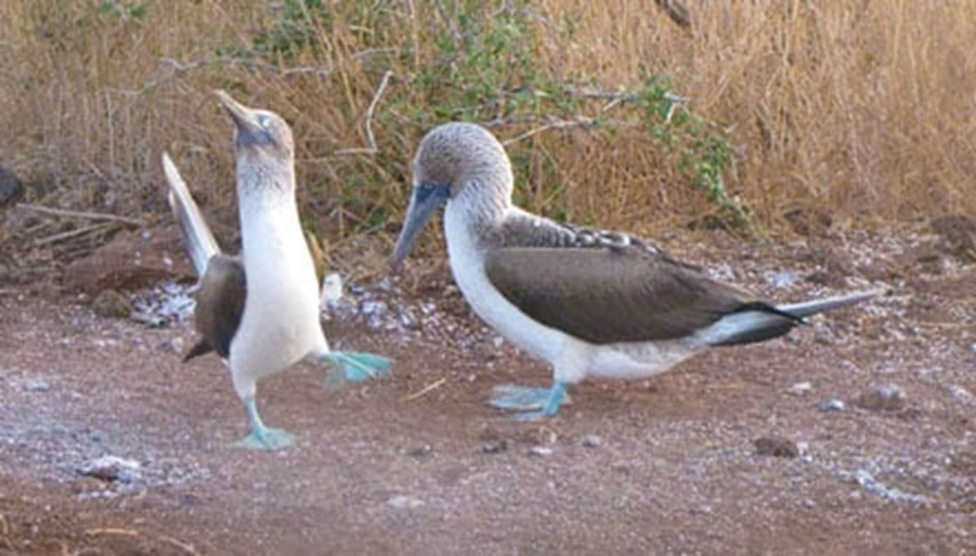 BLUE FOOTED BOOBIES