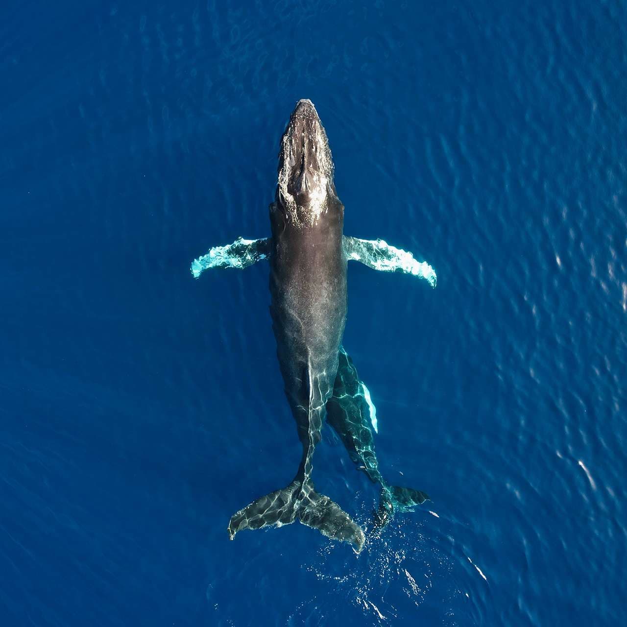 Whale Watching
