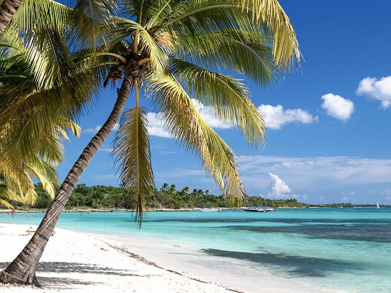 palm tree beach in the caribbean