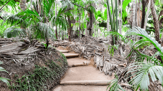 vallee de mai nature reserve praslin seychelles