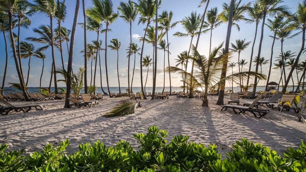 bvi beaches and palm trees