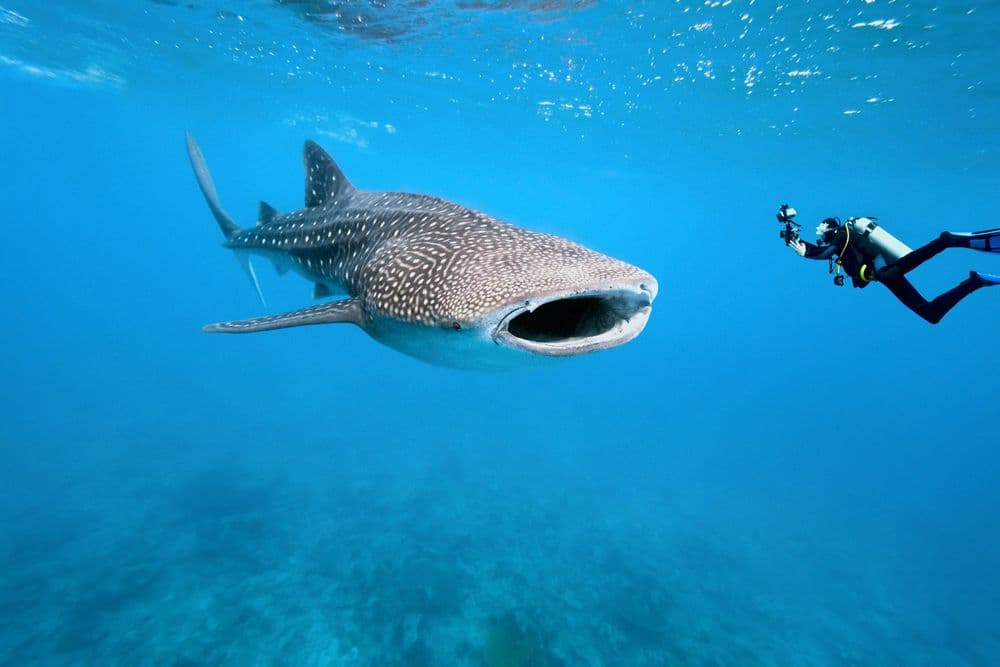 indonesia whale shark scuba diver