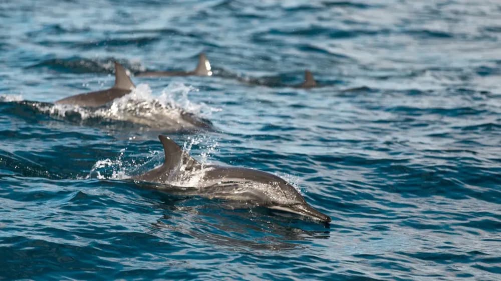 Day 6: Mont Choisy to Albion to Tamarin