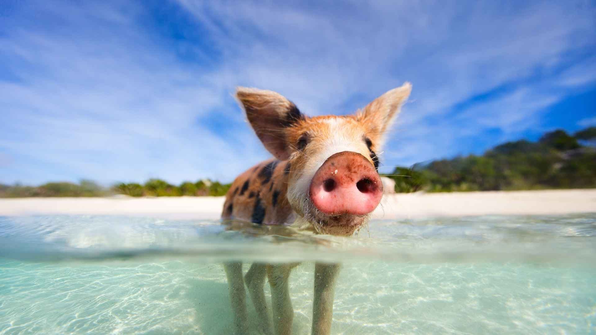 pig-beach-swimming-pig-caribbean