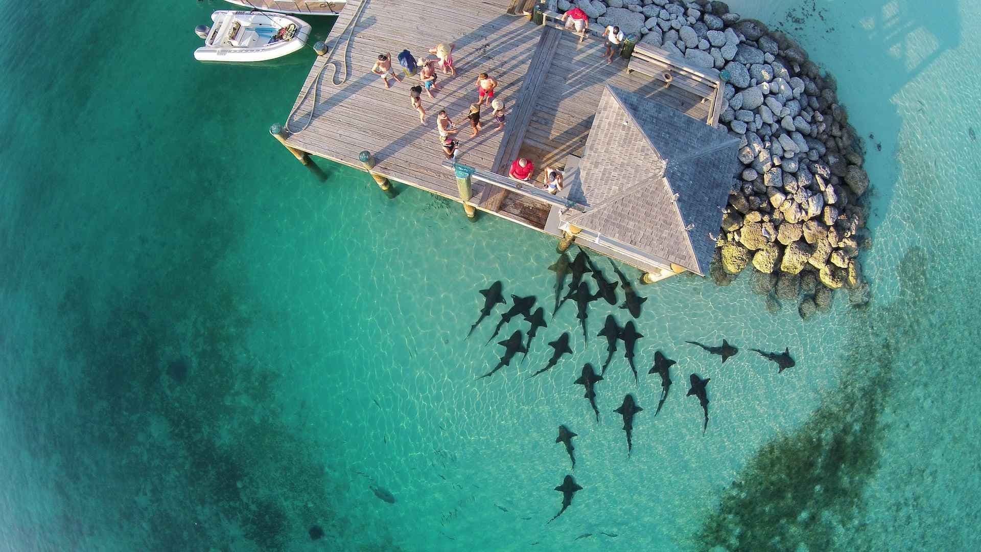 warderick-wells-cay-hungry-nurse-sharks