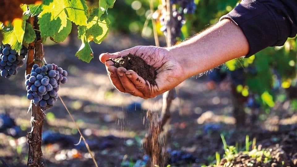 Wine Grapes Sardinia Drink