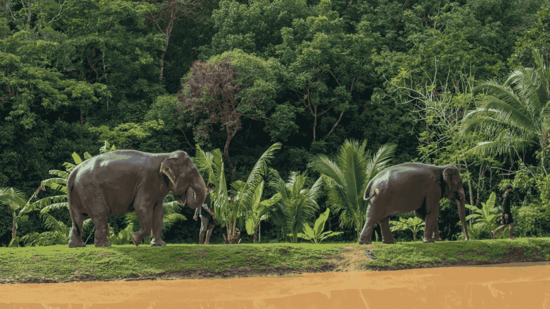 Green Elephant Sanctuary Park