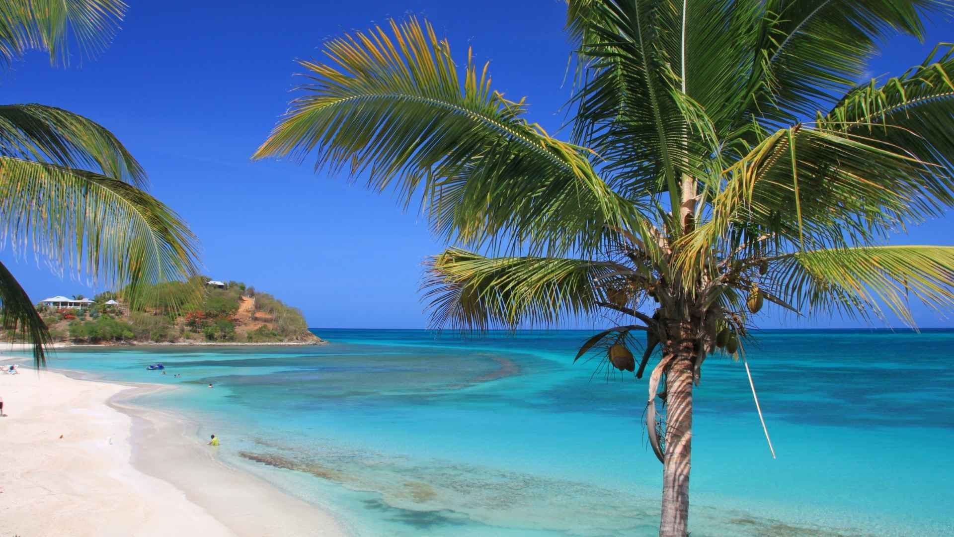 antigua-beach-palm-tree