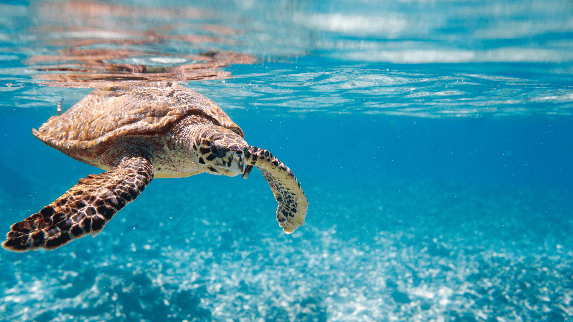 hawksbill sea turtle swimming in indian ocean in seychelles