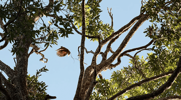 raja-ampat-tree