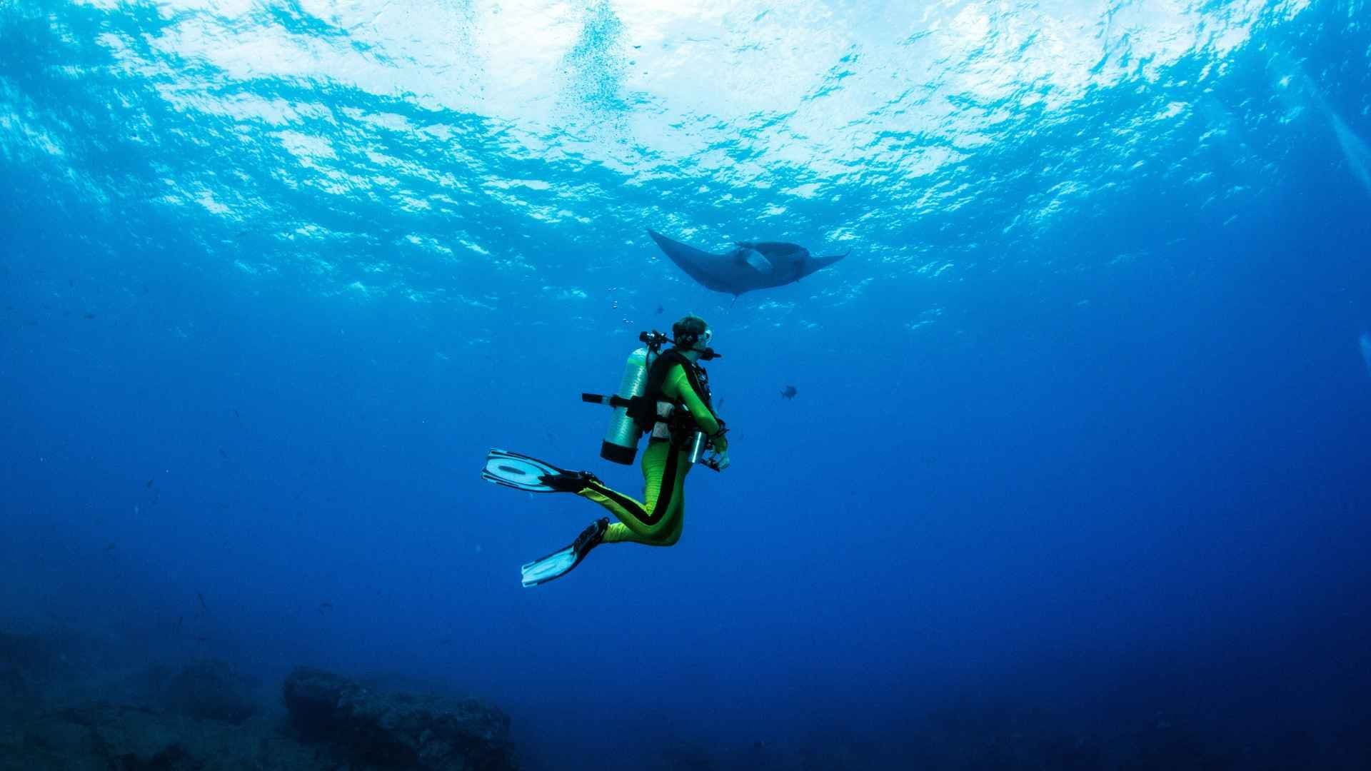 manta-ray-dive-komodo-indonesia