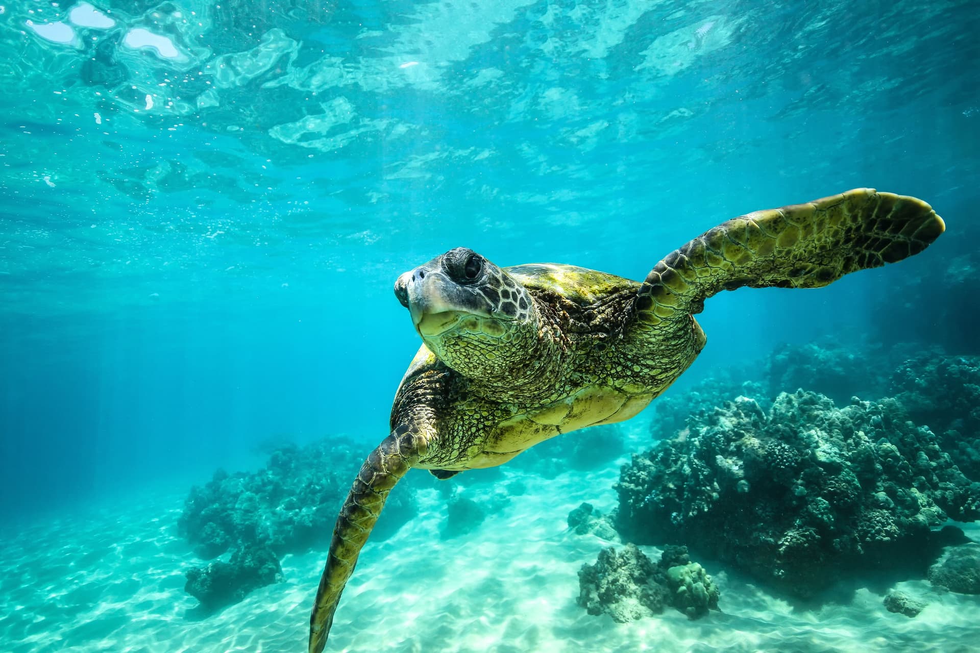 turtle swimming underwater in the bvi