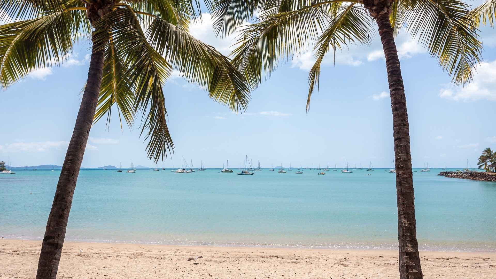 airlie beach palm trees