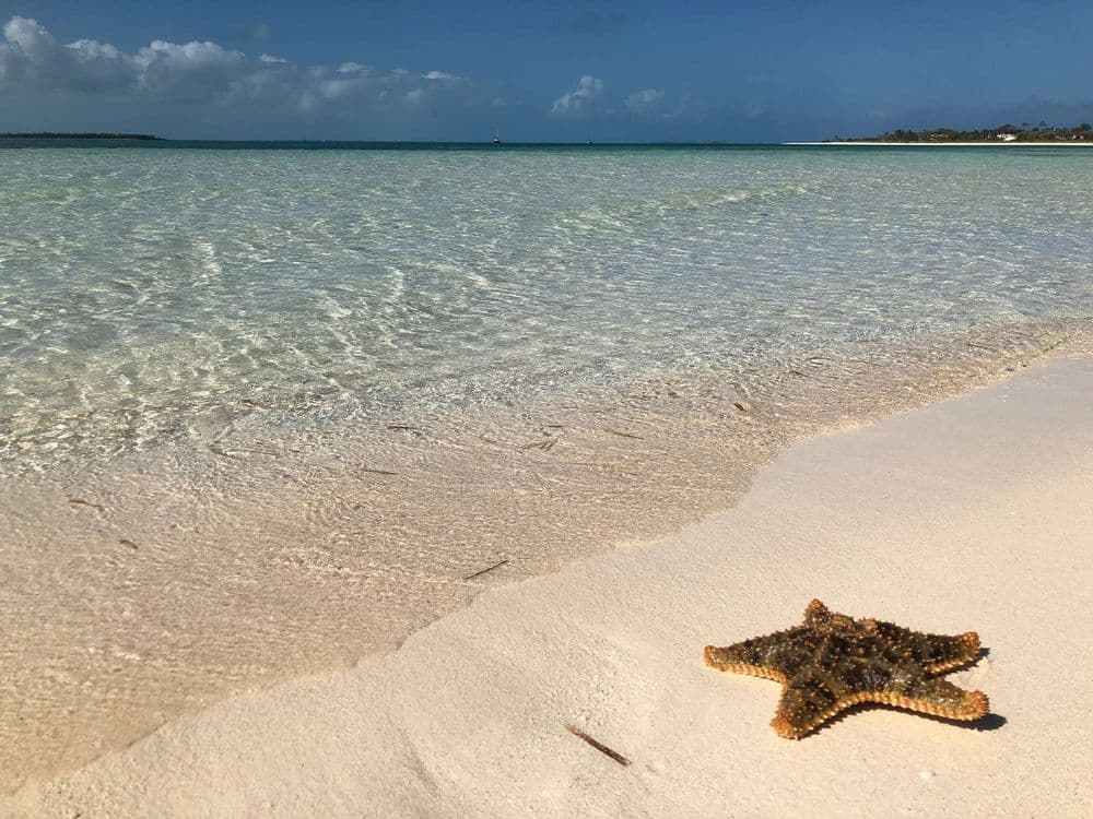 bahamas-abacos-starfish-beach