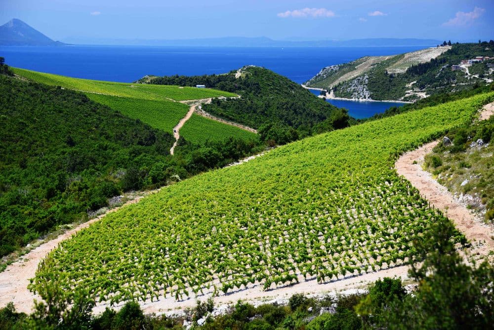Sail Wine Dine Croatia Winery