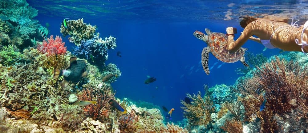 snorkelling-antigua-turtle