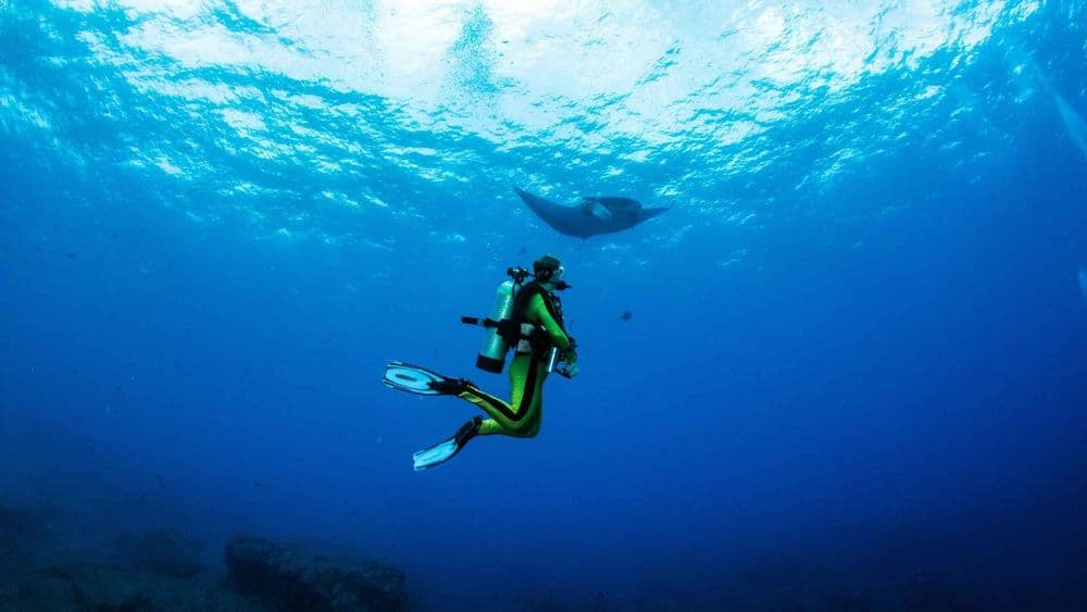 manta-ray-dive-komodo-indonesia