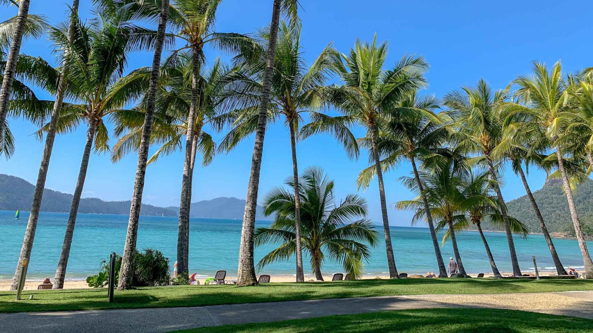 palm trees on hamilton island