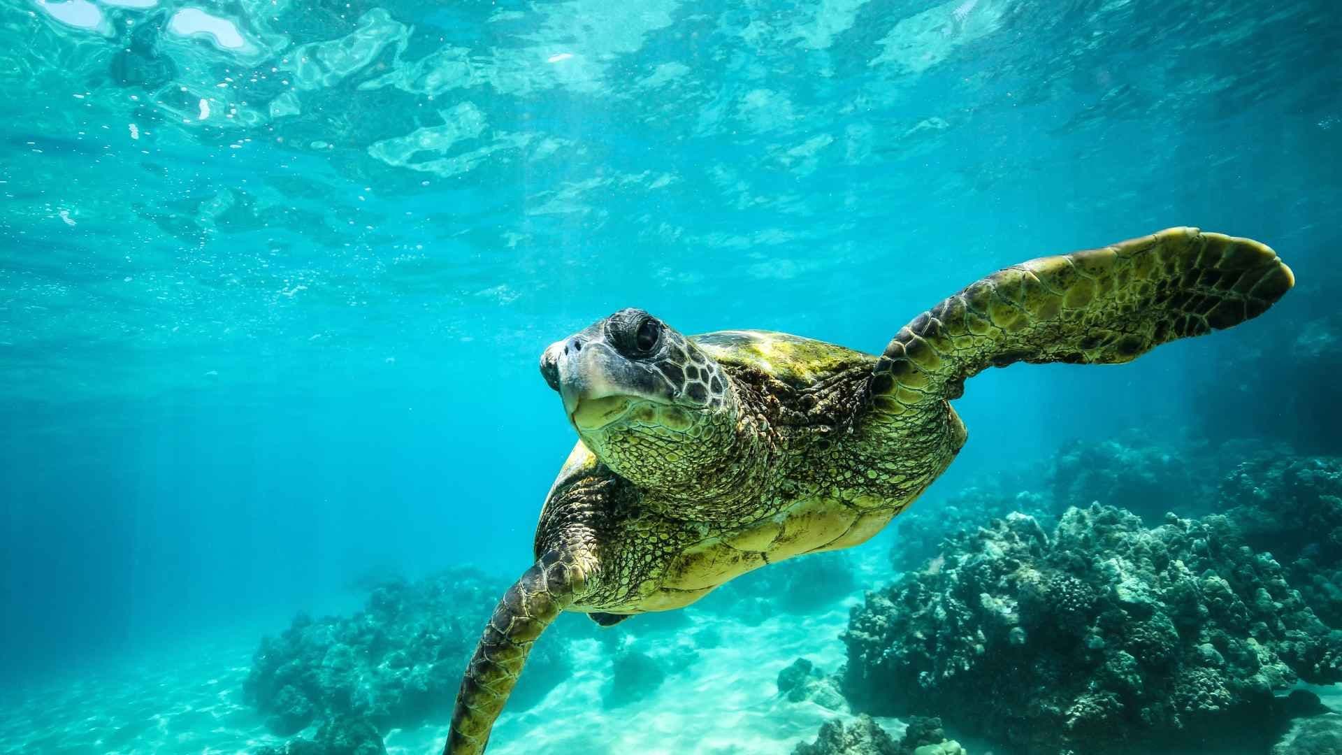 turtle-swimming-bvi